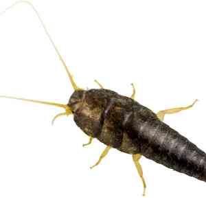 Silverfish Control – Pest Control Products