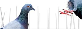 ProPest  Top Header Pigeons
